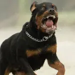 Bimba aggredita da un rottweiler a L'Aquila, cane ucciso a coltellate