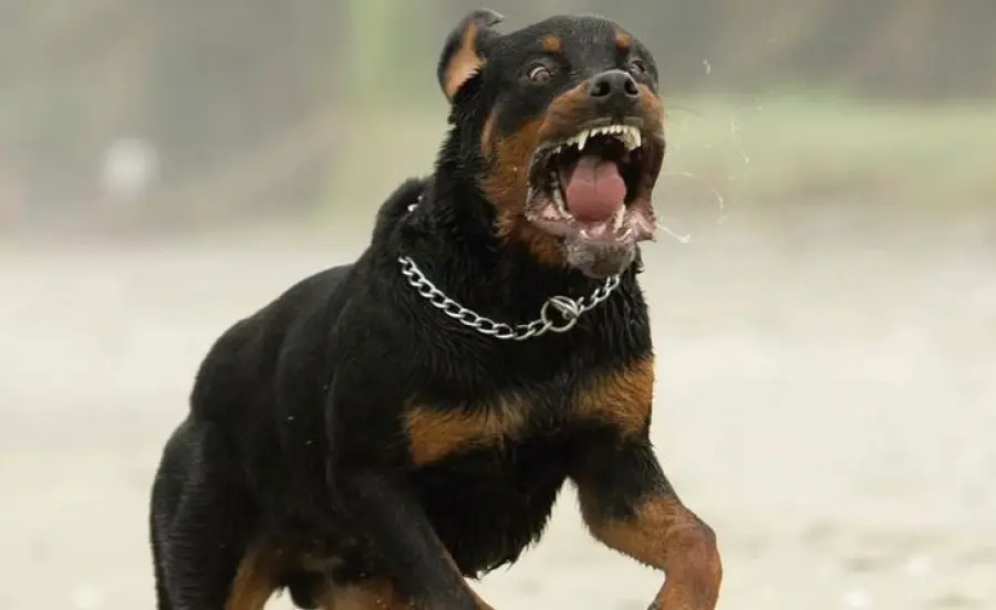 Bimba aggredita da un rottweiler a L'Aquila, cane ucciso a coltellate