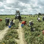 Il Parlamento ha approvato la legge contro il caporalato
