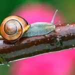 Gli effetti della Bava di Lumaca sulla pelle