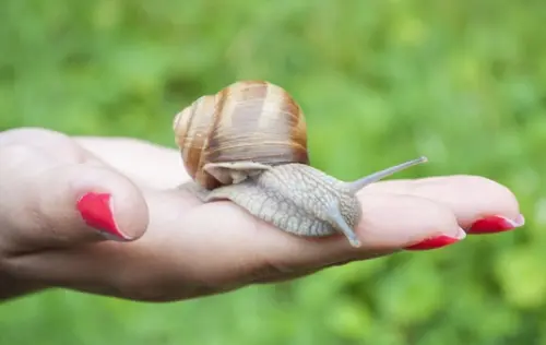 La Bava di Lumaca contro le smagliature