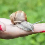 La Bava di Lumaca contro le smagliature