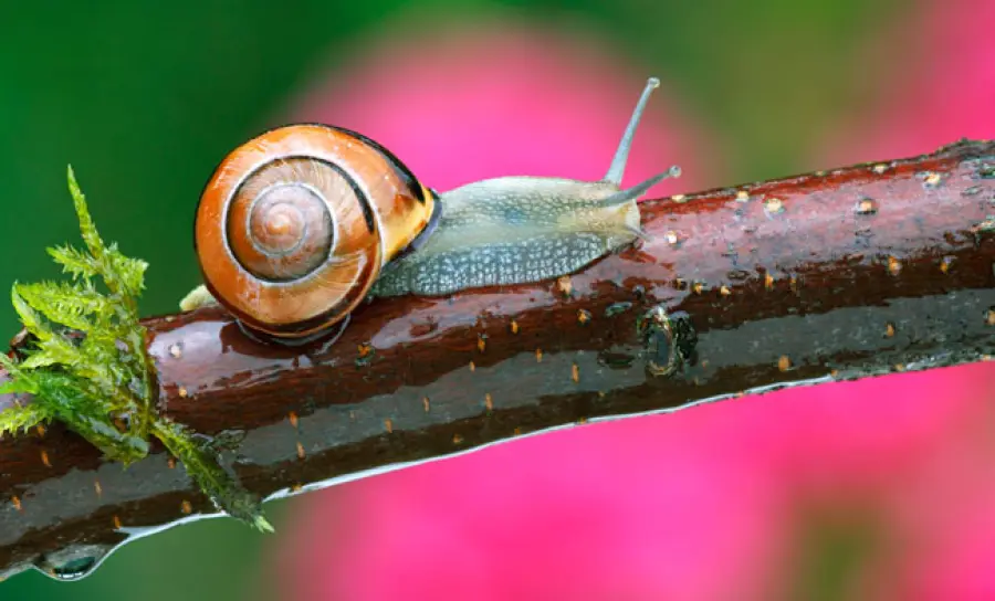 Gli effetti della Bava di Lumaca sulla pelle