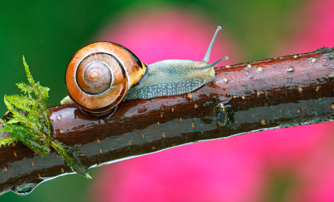 Gli effetti della Bava di Lumaca sulla pelle