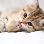 Detrazione spese veterinarie, quanto e cosa si scarica dal 730